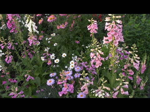 Видео: ЭТИ ЦВЕТЫ МОЖНО СЕЯТЬ В НОЯБРЕ