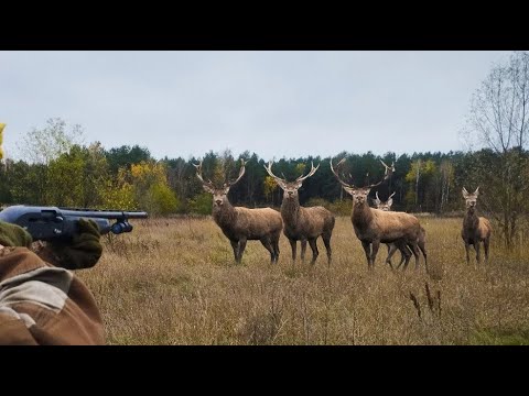 Видео: ЗАГОННАЯ ОХОТА НА ОЛЕНЯ. Добыл двух с одного номера