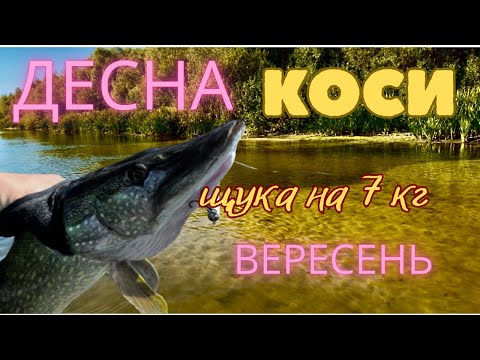 Видео: Десна, Чернігівська обл. Щука на 7 кг