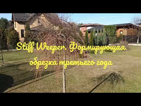 Видео: Stiff Weeper. Формирующая обрезка третьего года