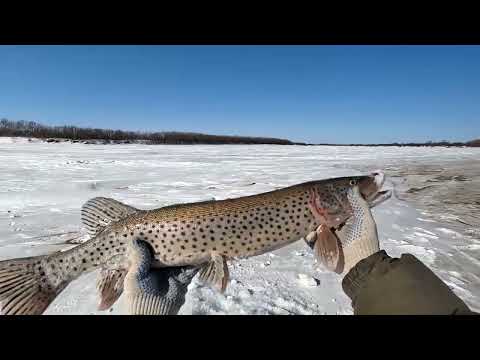 Видео: Для глухозимья очень хороший результат!