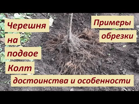 Видео: Черешня на Колте: особенности и пример формировки