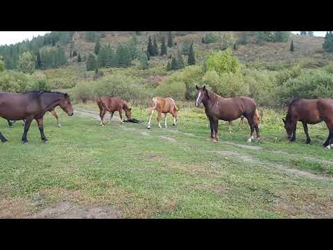 Видео: Тигирек долина Усть-Ионыша