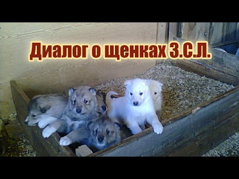Видео: Диалог о щенках Западно-сибирских лаек