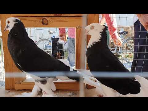 Видео: 26 июня 2022 г.