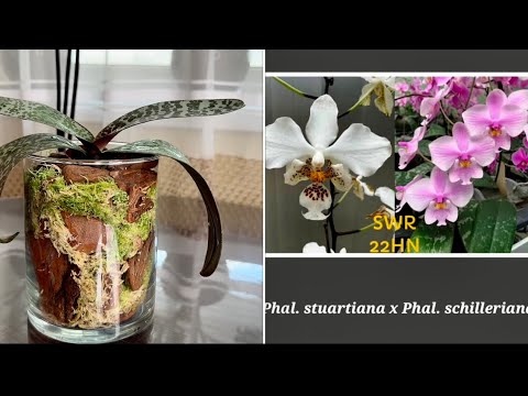 Видео: Интерьерная посадка для Орхидеи ! Красавица Филадельфия 