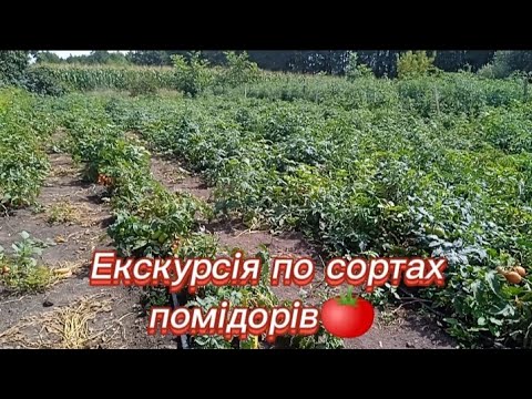 Видео: Екскурсія по сортах помідорів. Що з помідорами?