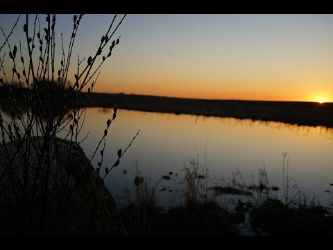 Видео: 🦆 Открылись по селезню.  Один добыт. Ленинградская Область.