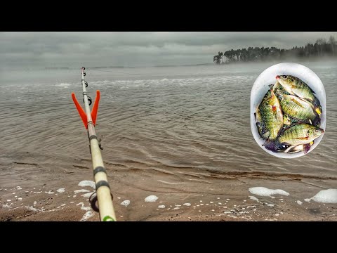 Видео: Ловлю ТИЛЯПИЮ около атомной станции.В Удомле клюет всегда.Рыбалка в тумане 2021.Ловлю на пробку.