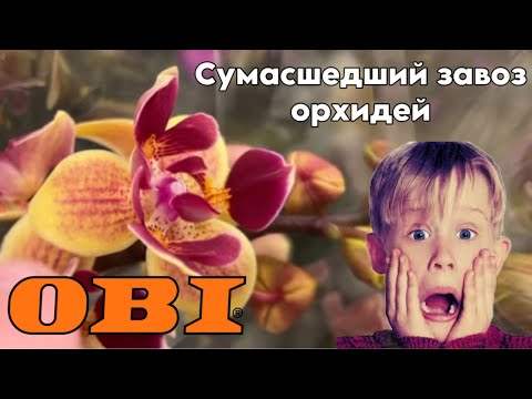 Видео: Сумасшедший завоз орхидей в магазин OBI 😱|| Оби радует не по-детски || Видеонабег на магазин 🫣