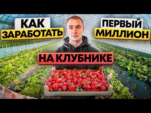 Видео: Выращивание клубники. Клубника в теплице. Бизнес на клубнике.