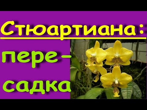 Видео: ПЕРЕСАДКА желтой СТЮАРТИАНЫ,состояние на 16 день.Орхидея phal.Stuartiana var.nobilis × sib.