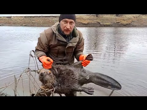 Видео: Трофейные бобры/Закрытие сезона жидкой воды по бобру/Приманка Инстинкт