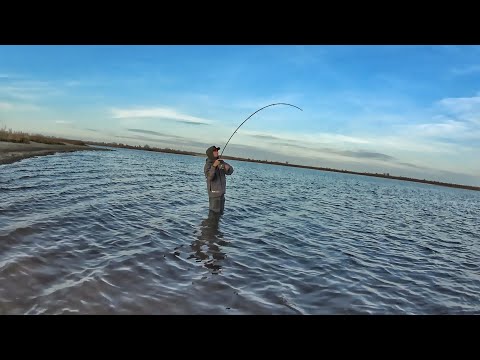 Видео: Что за КАБАНЫ гнут наши УДОЧКИ? Рыбалка на судака в ноябре