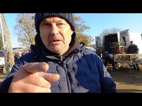 Видео: Интервью даёт ведущий специалист в голубеводстве - Роман Головин