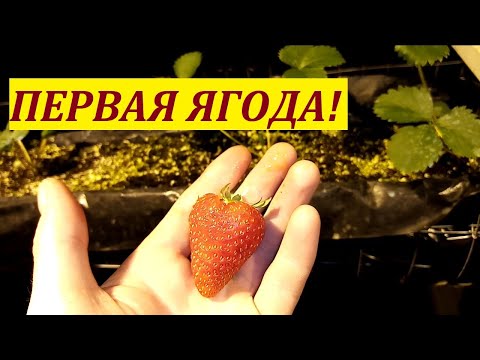 Видео: Первая ягода🍓 зимой//Снег метёт