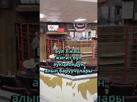 Видео: Америкада аукциондон кантий кой сатып алса болот?