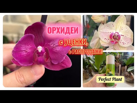 Видео: Цветущие орхидеи с УЦЕНКИ, с распродажи! Что я делаю с орхидеями? Perfect Plant от вредителей! #fyp