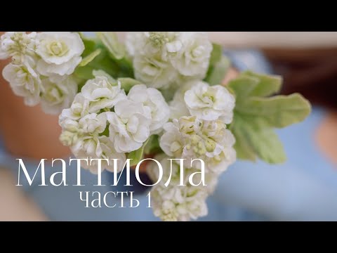 Видео: Маттиола часть 1 цветы