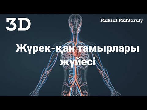 Видео: Жүрек-қан тамырлары жүйесі