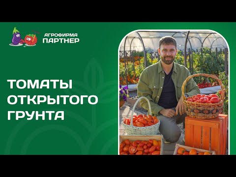 Видео: ТОП ТОМАТОВ ДЛЯ ОТКРЫТОГО ГРУНТА 2024