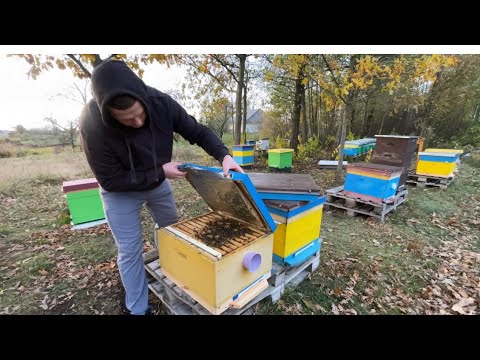 Видео: Бджілки 🐝уже зимують ☔️❄️Стан пасіки25.10.25р Осінній підсумок сезону#бджоли #пасіка #beekeeper 