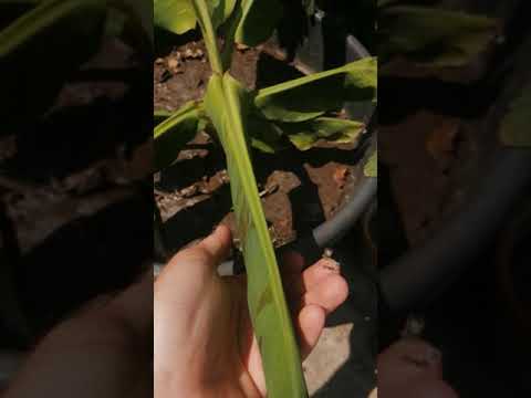 Видео: БАНАН карликовый ОЧЕНЬ СИЛЬНО сложил листья НА ЖАРЕ! Я В ШОКЕ!
