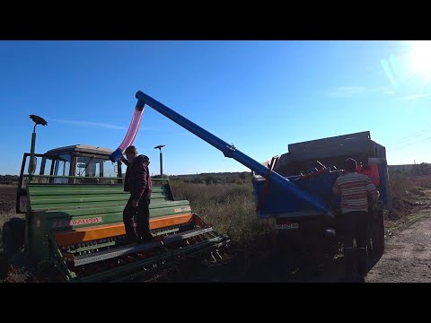 Видео: Сіємо ОЗИМУ❗️Хотілось більше засіяти, але не ВДАЛОСЬ🥶