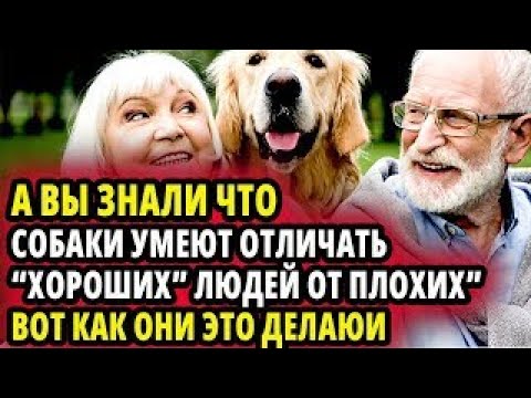 Видео: КАК СОБАКИ ОТЛИЧАЮТ  ХОРОШИХ   ЛЮДЕЙ ОТ  ПЛОХИХ    ВОТ ПОЧЕМУ ОНИ ТАК УМЕЮТ