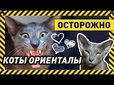 Видео: ОРИЕНТАЛЬНАЯ КОШКА - "ЗА" ИЛИ "ПРОТИВ"? Отзыв хозяйки о двух ориенталах