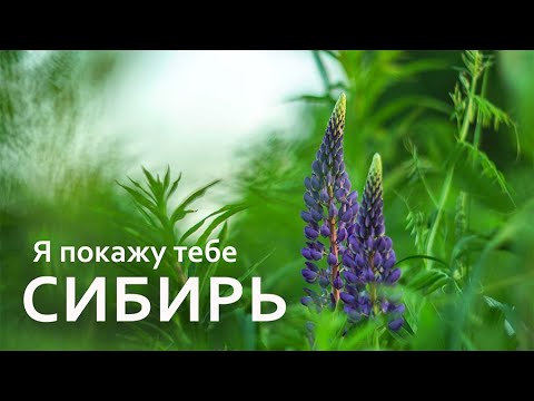 Видео: Я покажу тебе СИБИРЬ. 3 часть. Живые истории. Томская область.
