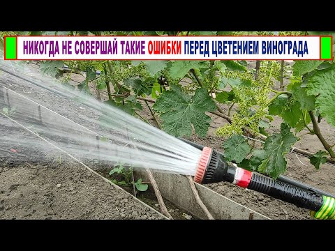 Видео: 🍇 Даже не думай ЭТО ДЕЛАТЬ перед ЦВЕТЕНИЕМ ВИНОГРАДА. Почему ОСЫПАЕТСЯ ЗАВЯЗЬ? Горошение винограда!