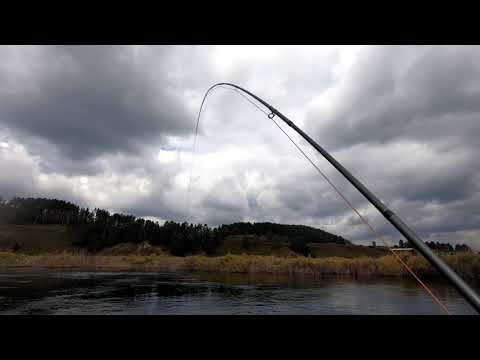 Видео: Ловлю хариуса в пасмурную и ветреную погоду на Ангаре Нахлыст 07 сентября 2021 (новая версия)
