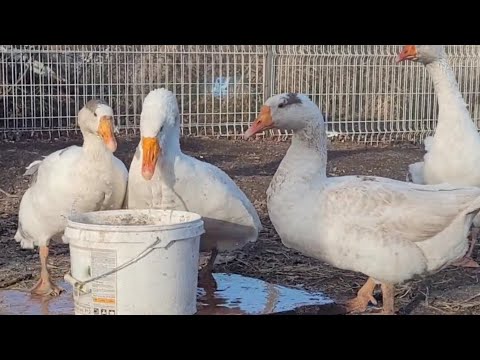 Видео: Что нового? 