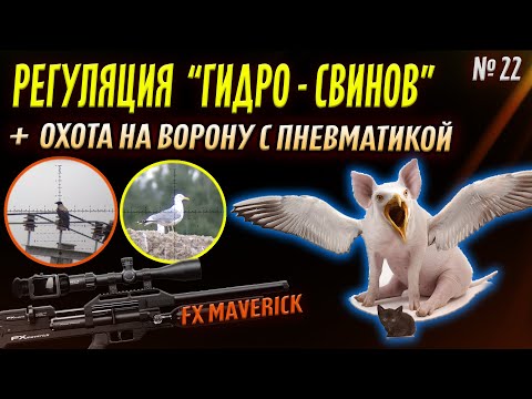 Видео: Регуляция Гидро-Свинов + Охота на Ворону № 22. Crow Hunting 2023. Кроухантинг. Jack Hunter.