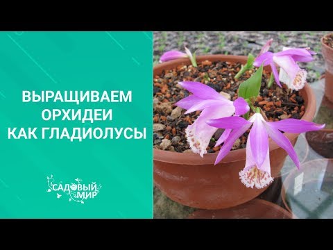 Видео: Выращиваем орхидеи как гладиолусы!