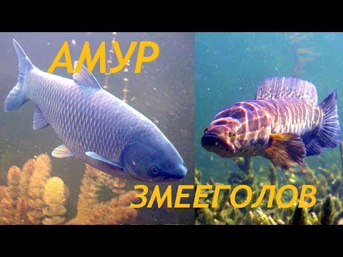 Видео: АМУР И ЗМЕЕГОЛОВ ОЗЕРА БАЛХАШ. Grass carp, SNAKEHEAD