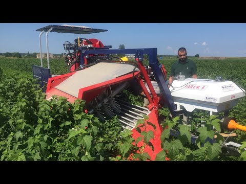 Видео: А вы видели, как чёрную смородину собирают комбайном?