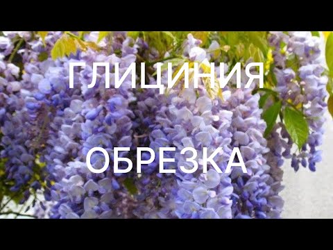 Видео: ГЛИЦИНИЯ | обрезка для пышного ЦВЕТЕНИЯ🌺