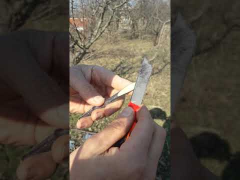 Видео: Присаждане на овошки