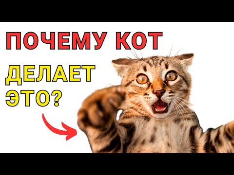 Видео: Если КОТ БЕГАЕТ как СУМАСШЕДШИЙ значит он...