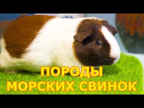 Видео: Породы морских свинок | Виды морских свинок