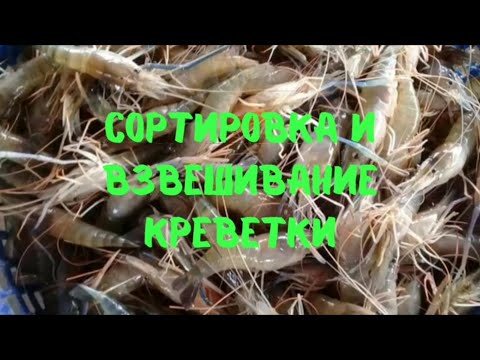 Видео: Сортировка и взвешивание креветки Гозенберга в 3м бассейне