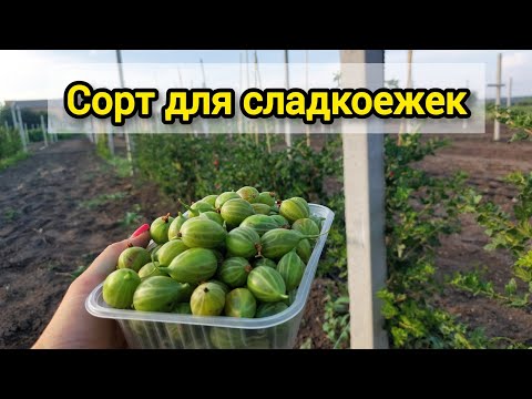 Видео: Крыжовник Орфей