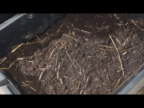 Видео: Коконы Червя Чёрного Принца