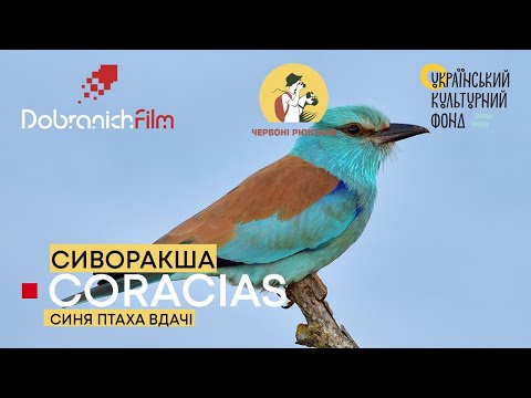 Видео: СИВОРАКША: еко-програма "Червоні рюкзаки" [5 серія]