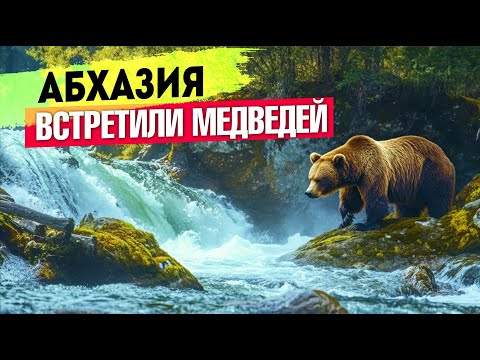 Видео: АБХАЗИЯ - ЖЕСТЬ!!! ВСТРЕТИЛИ МЕДВЕДЕЙ! Черниговка Ольгинские водопады Сухум Каманы