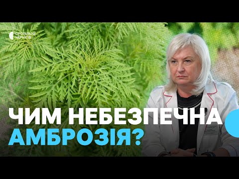 Видео: Амброзія: що це за бур'ян і як з ним борються у Чернігові