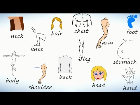 Видео: Части тела на английском. Учим названия частей тела человека