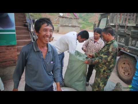 Видео: Как делают настоящий красный чай. Юньнань, округ Пуэр. Часть Вторая. Ферментация чая